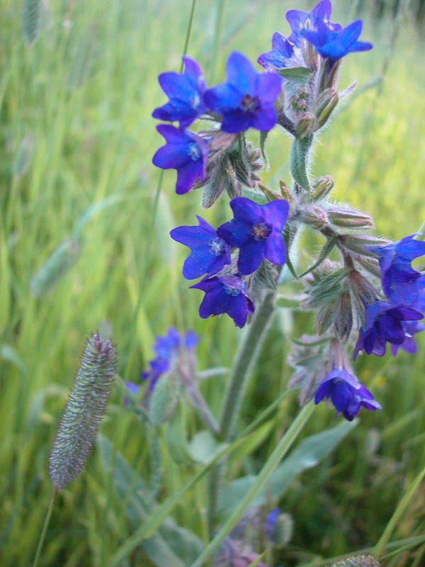 Image of Anchusa officinalis specimen.