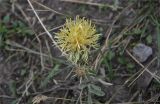 Centaurea salonitana