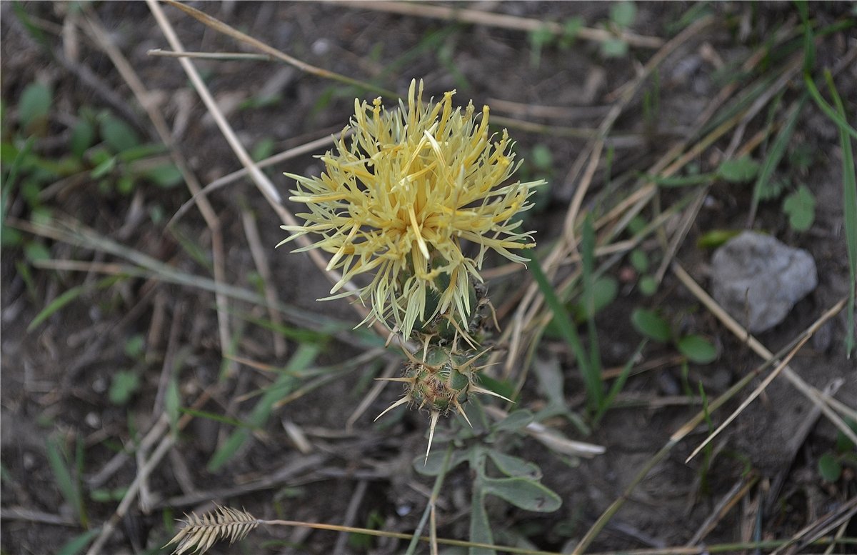 Image of Centaurea salonitana specimen.