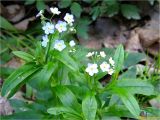 Myosotis nemorosa