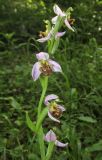 Ophrys apifera. Верхушка соцветия. Краснодарский край, м/о город-курорт Сочи, окр. с. Хлебороб, лиственный лес. 12 июня 2017 г.