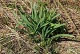 genus Allium