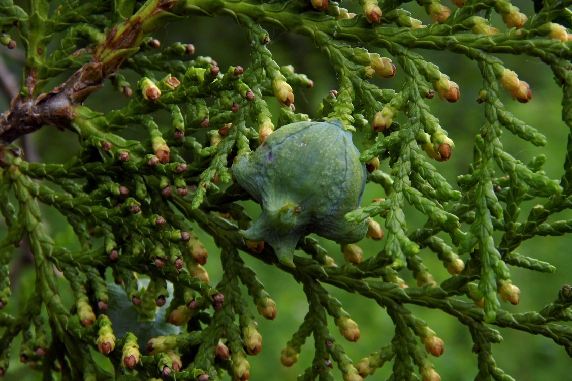 Изображение особи Platycladus orientalis.