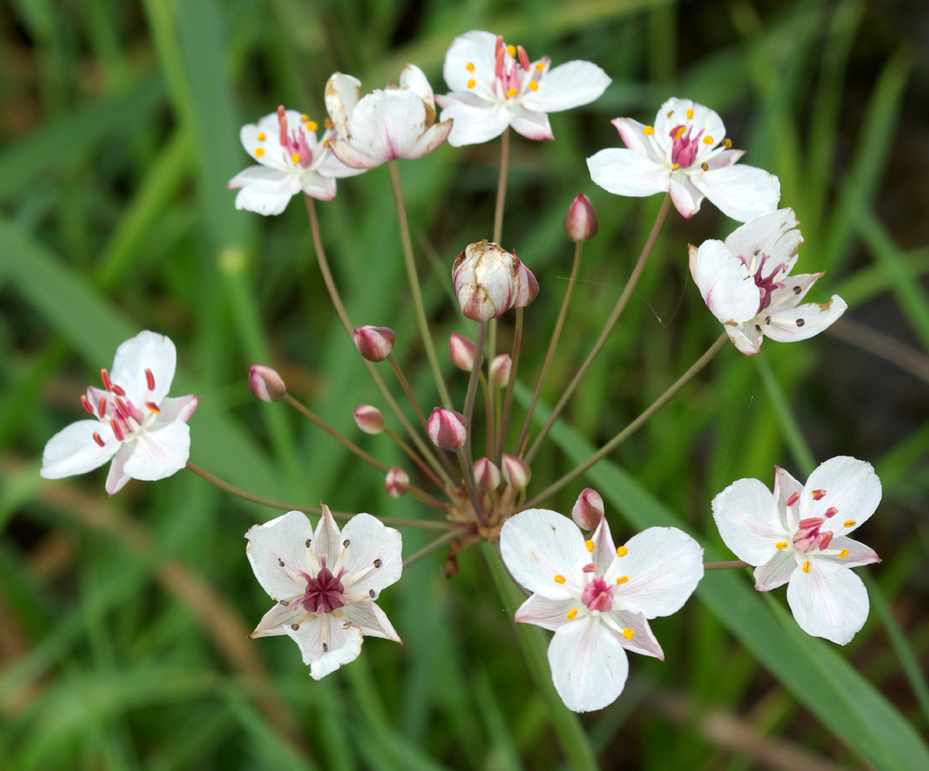 Изображение особи Butomus umbellatus.