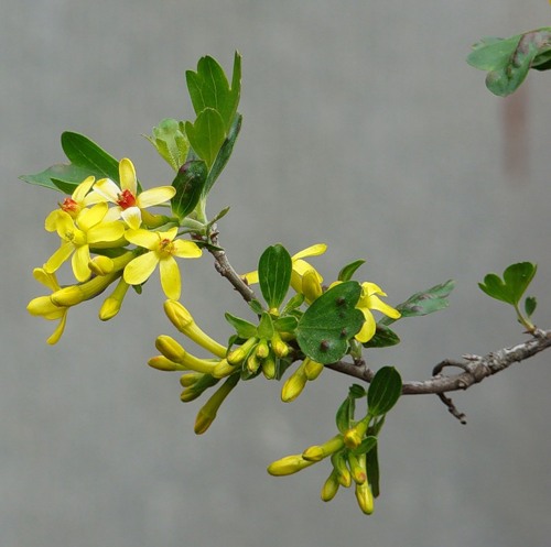 Image of Ribes aureum specimen.