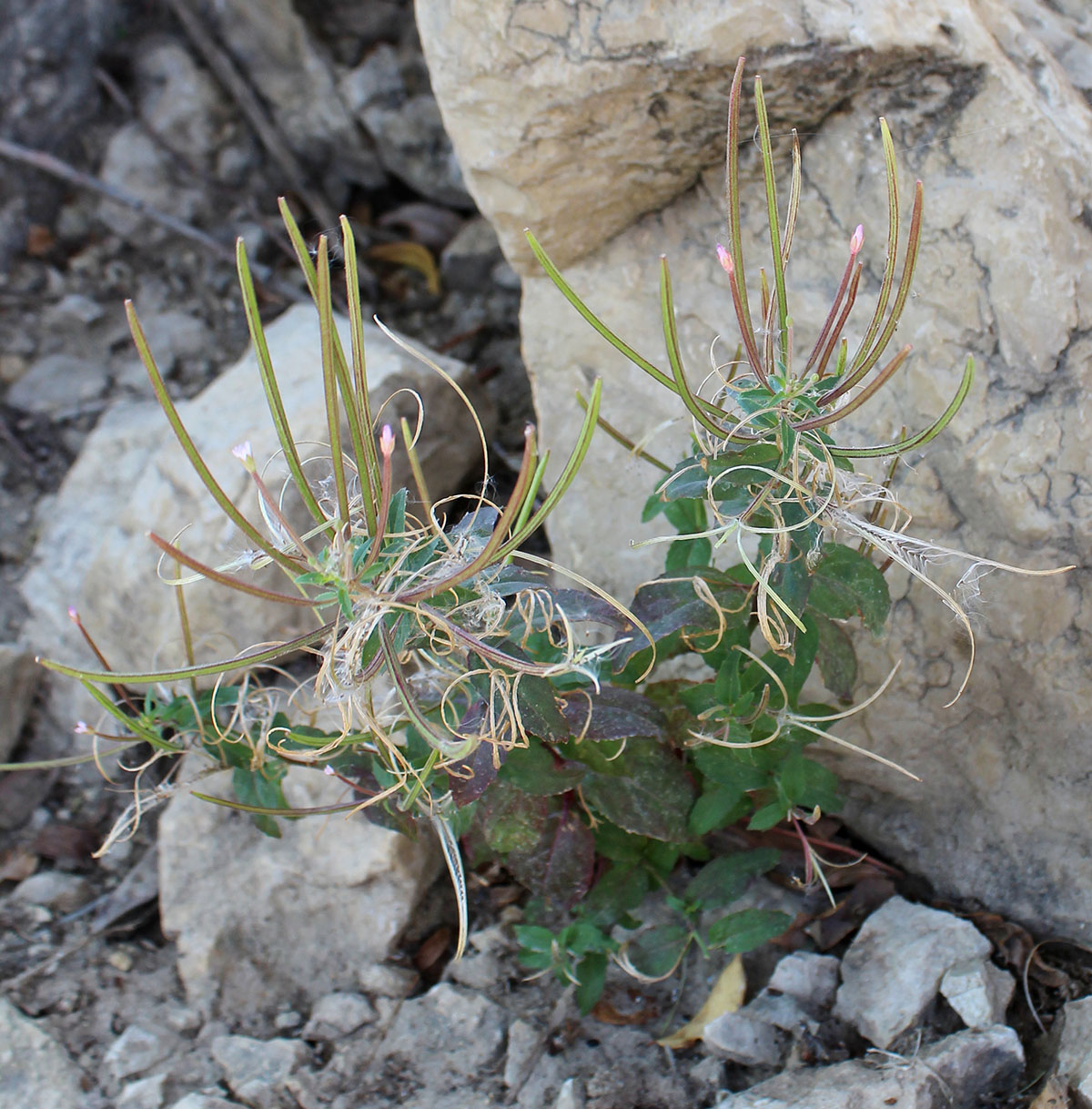 Image of Epilobium modestum specimen.