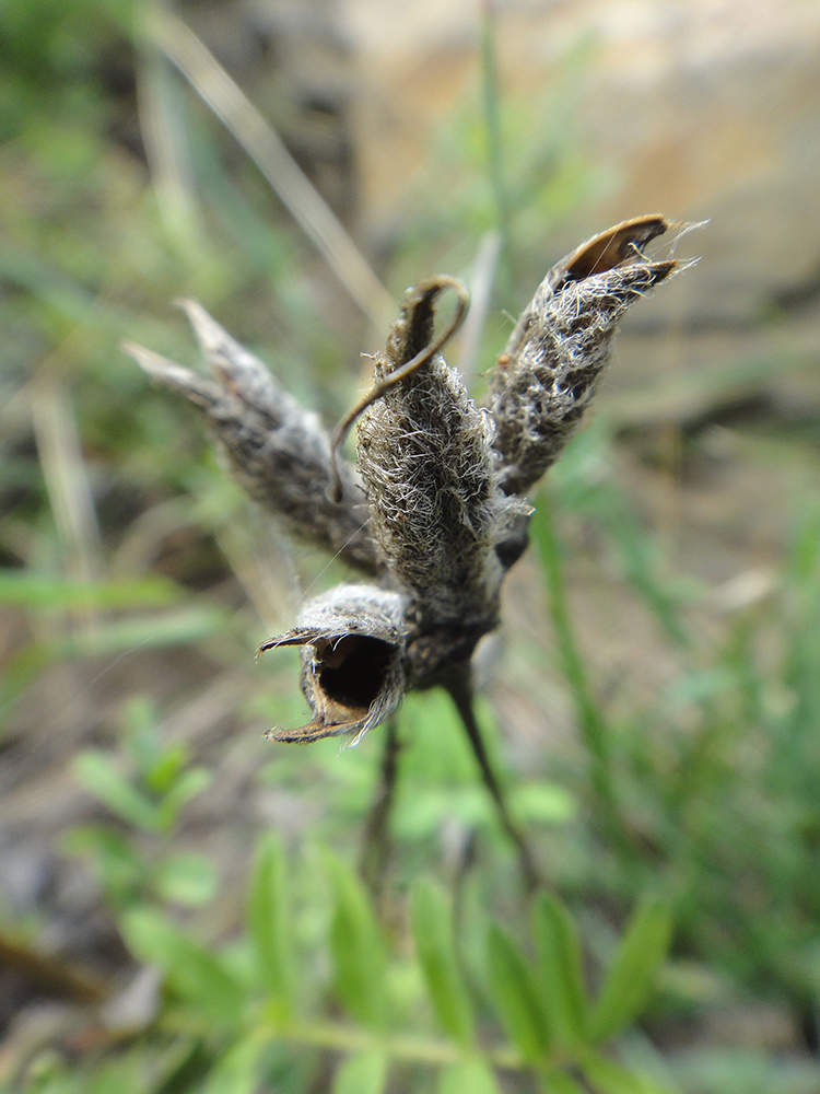 Image of Astragalus suffruticosus specimen.