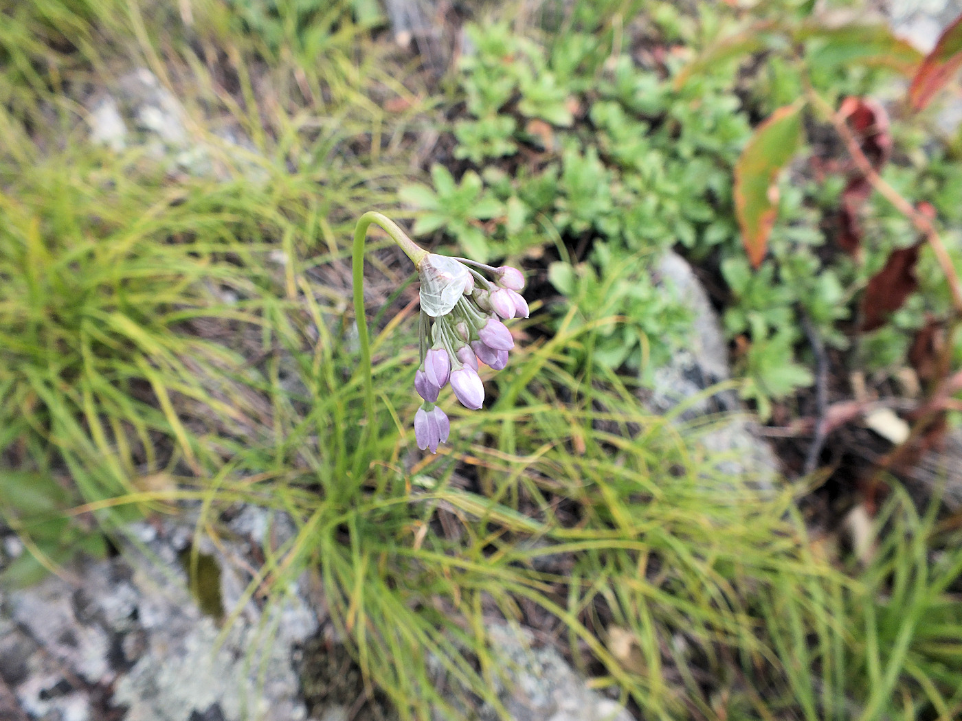 Image of Allium rubens specimen.