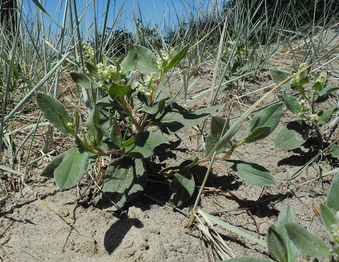 Image of Aconogonon bargusinense specimen.