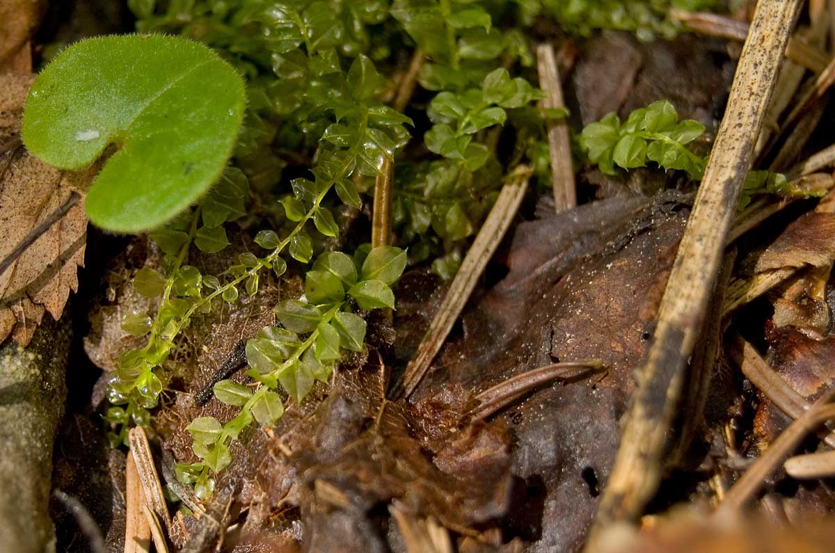 Image of genus Plagiomnium specimen.