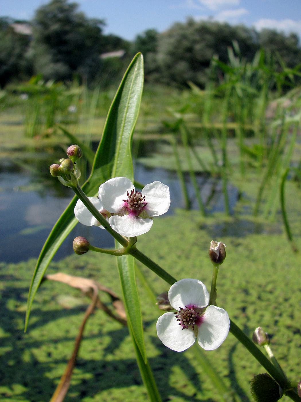 Изображение особи Sagittaria sagittifolia.