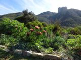 Protea cynaroides