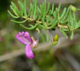 род Eremophila