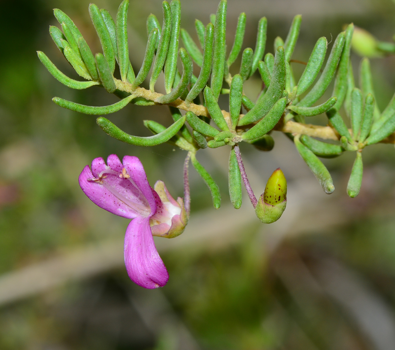 Изображение особи род Eremophila.