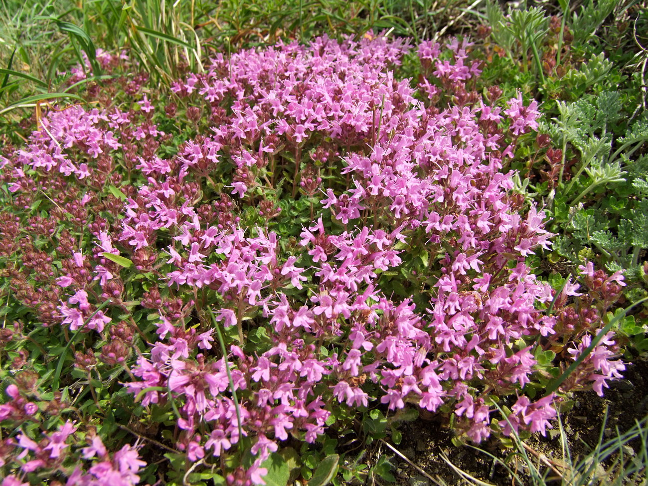 Image of genus Thymus specimen.