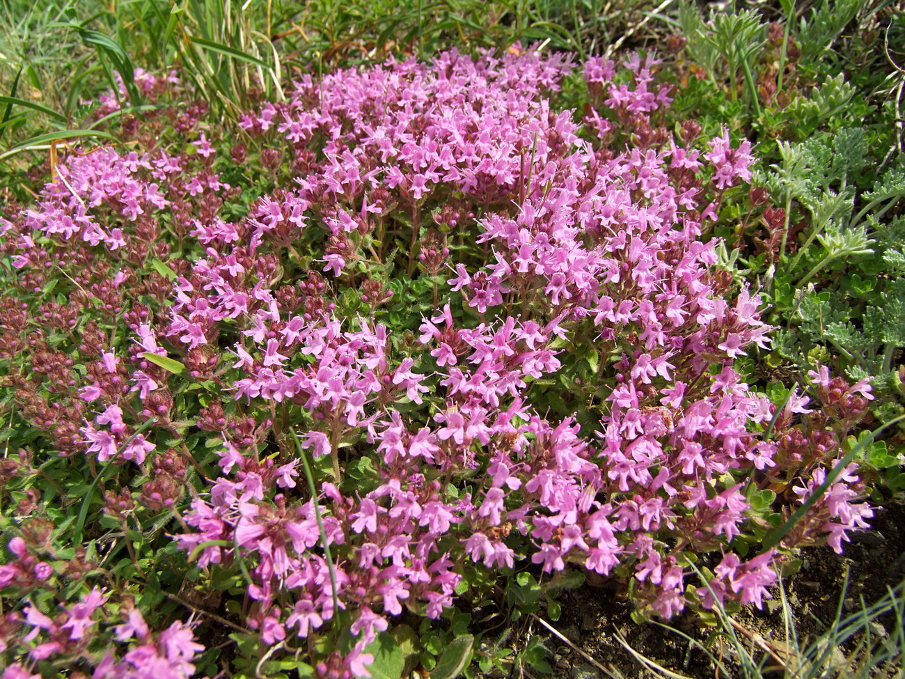 Изображение особи род Thymus.