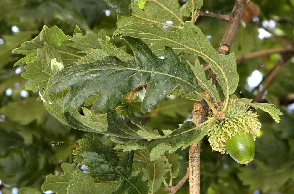 Image of Quercus cerris specimen.