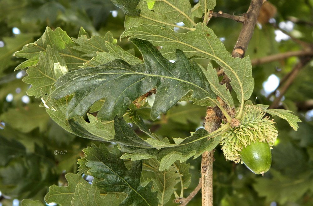 Изображение особи Quercus cerris.