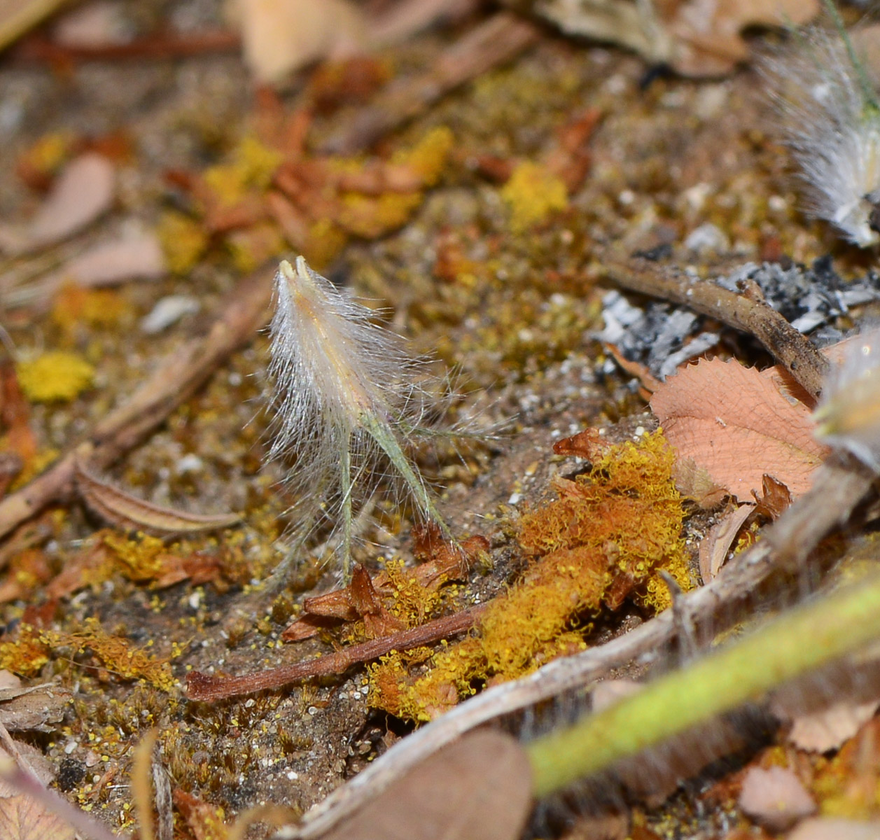 Image of Trifolium palaestinum specimen.