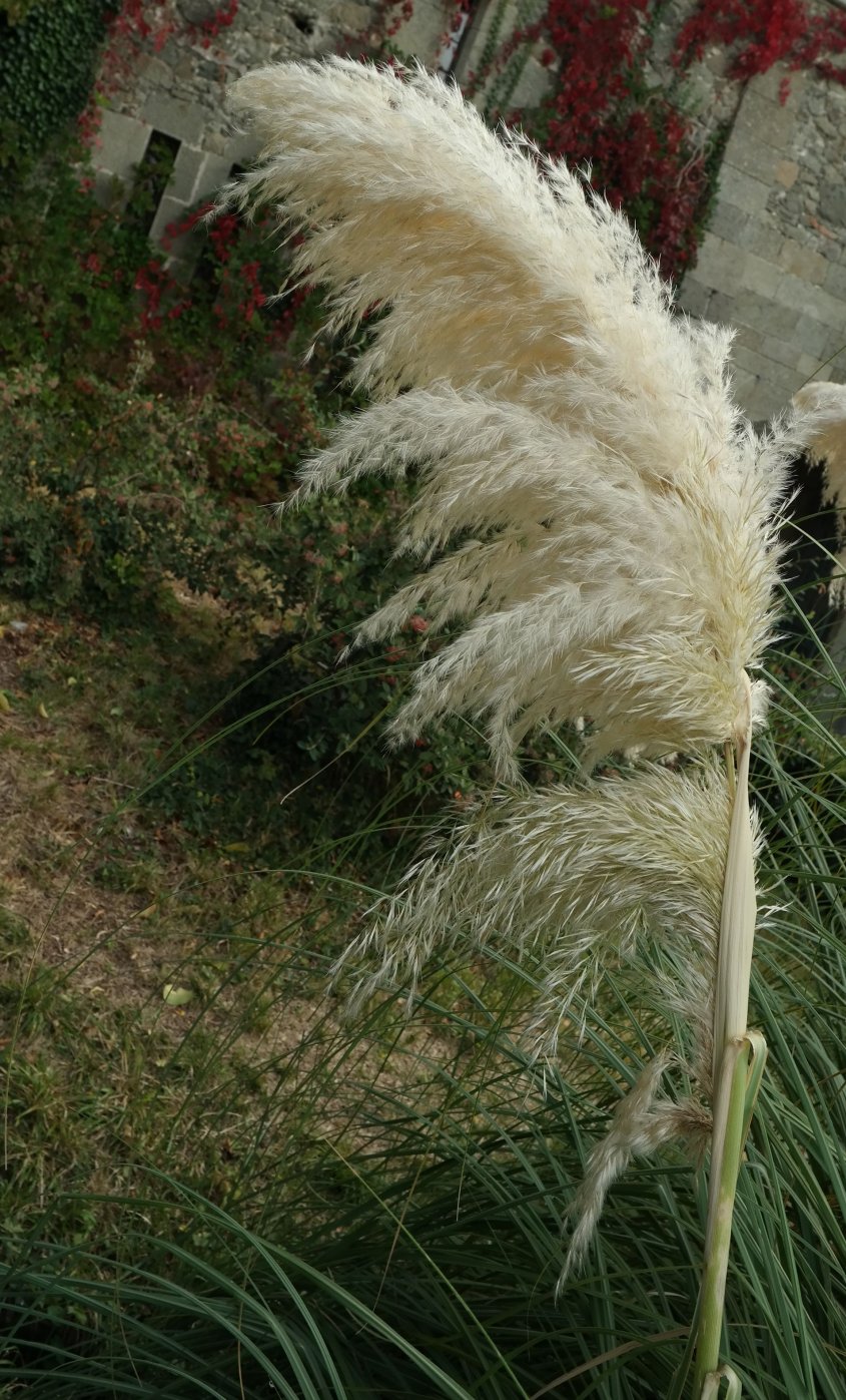 Изображение особи Cortaderia selloana.