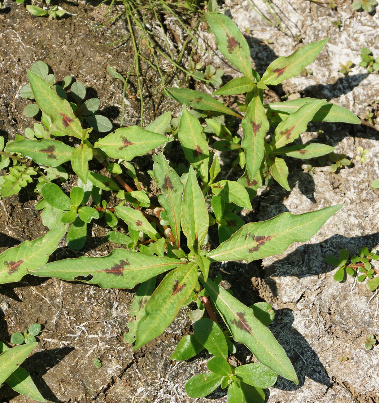 Изображение особи Persicaria lapathifolia.