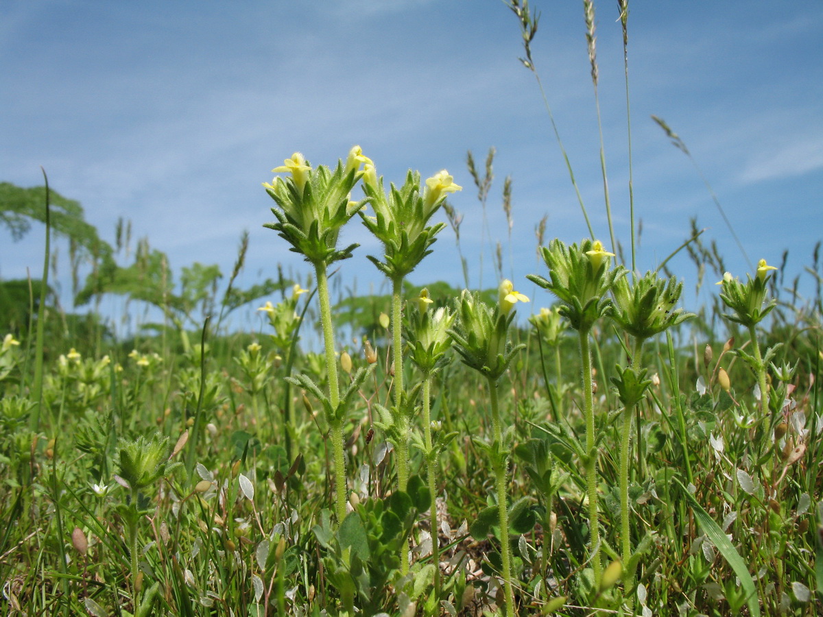 Изображение особи Parentucellia flaviflora.