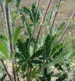 Potentilla obscura. Cредние части побегов. Краснодарский край, Кущёвский р-н, станица Шкуринская, сухой склон. 07.05.2010.