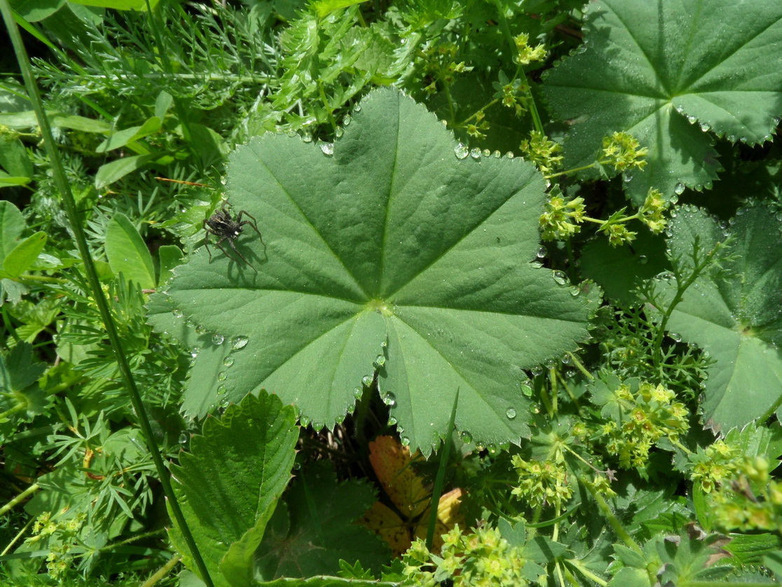 Image of genus Alchemilla specimen.