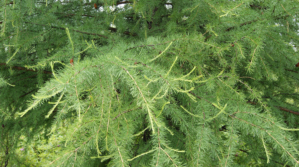 Image of Larix sibirica specimen.