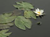 Nymphaea tetragona