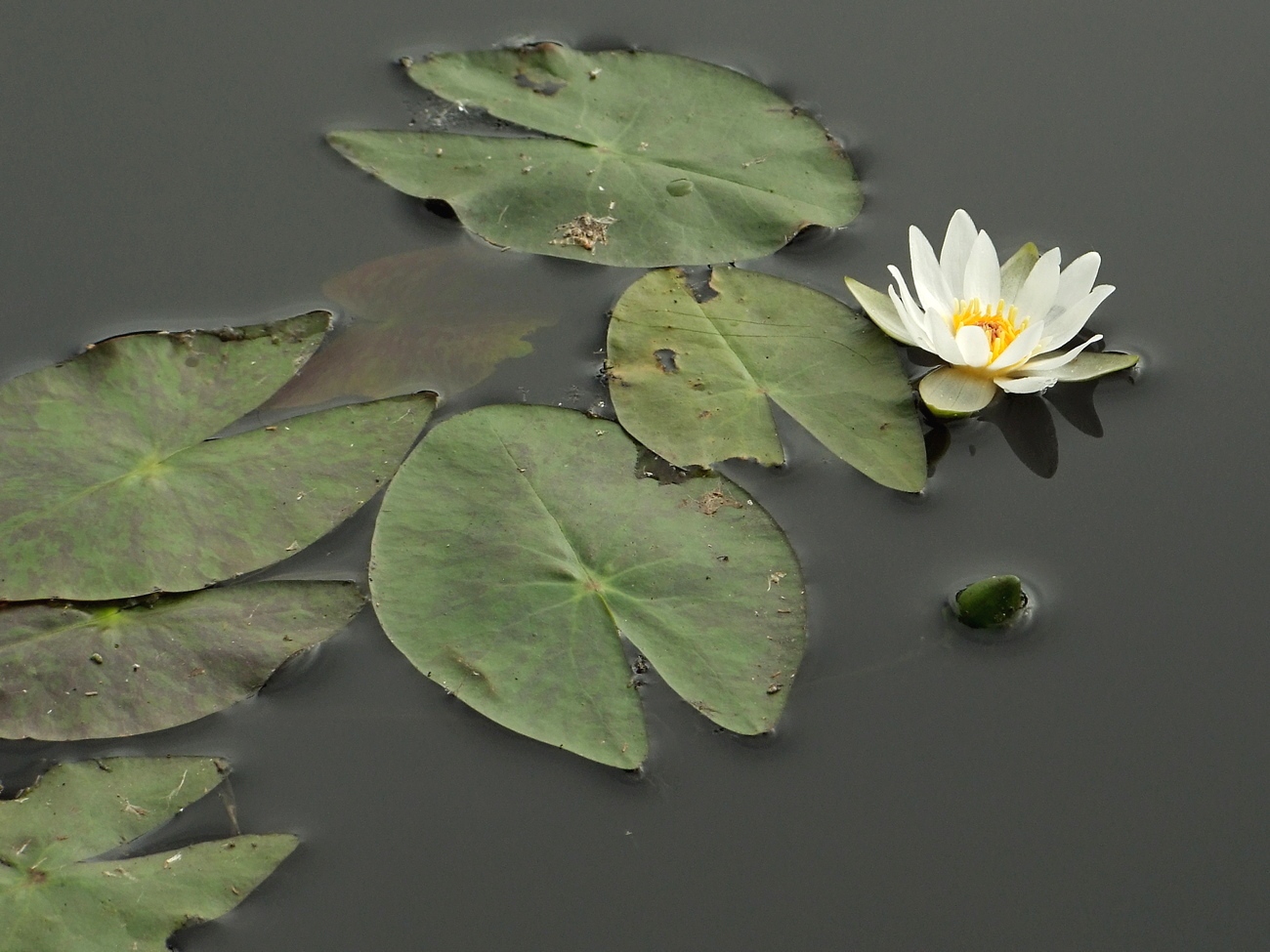 Изображение особи Nymphaea tetragona.