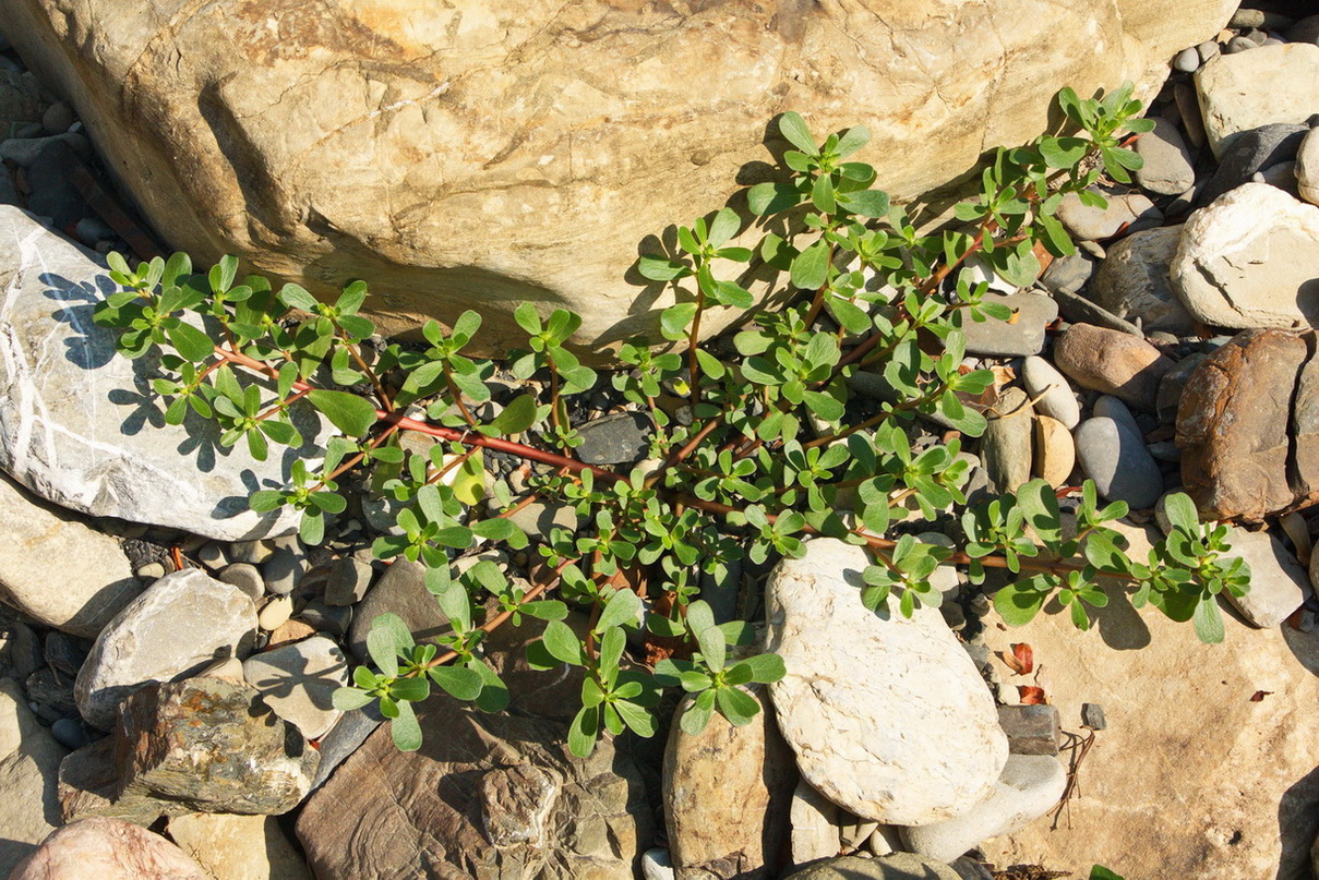 Изображение особи Portulaca oleracea.