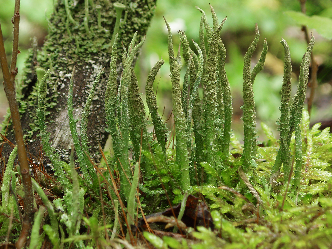 Изображение особи род Cladonia.