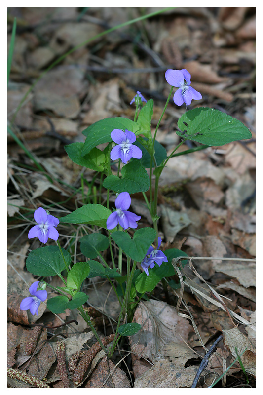 Image of Viola canina specimen.