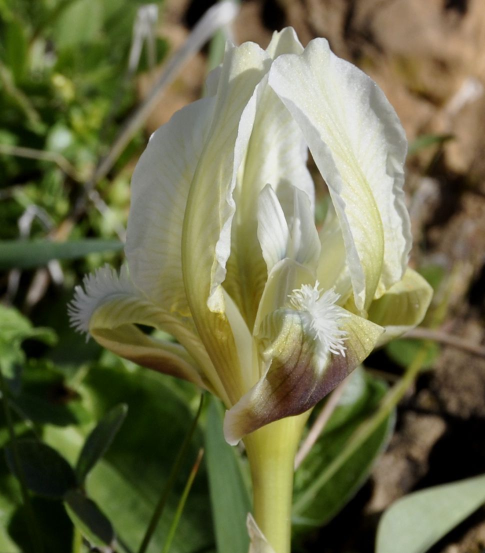 Image of Iris pumila ssp. attica specimen.