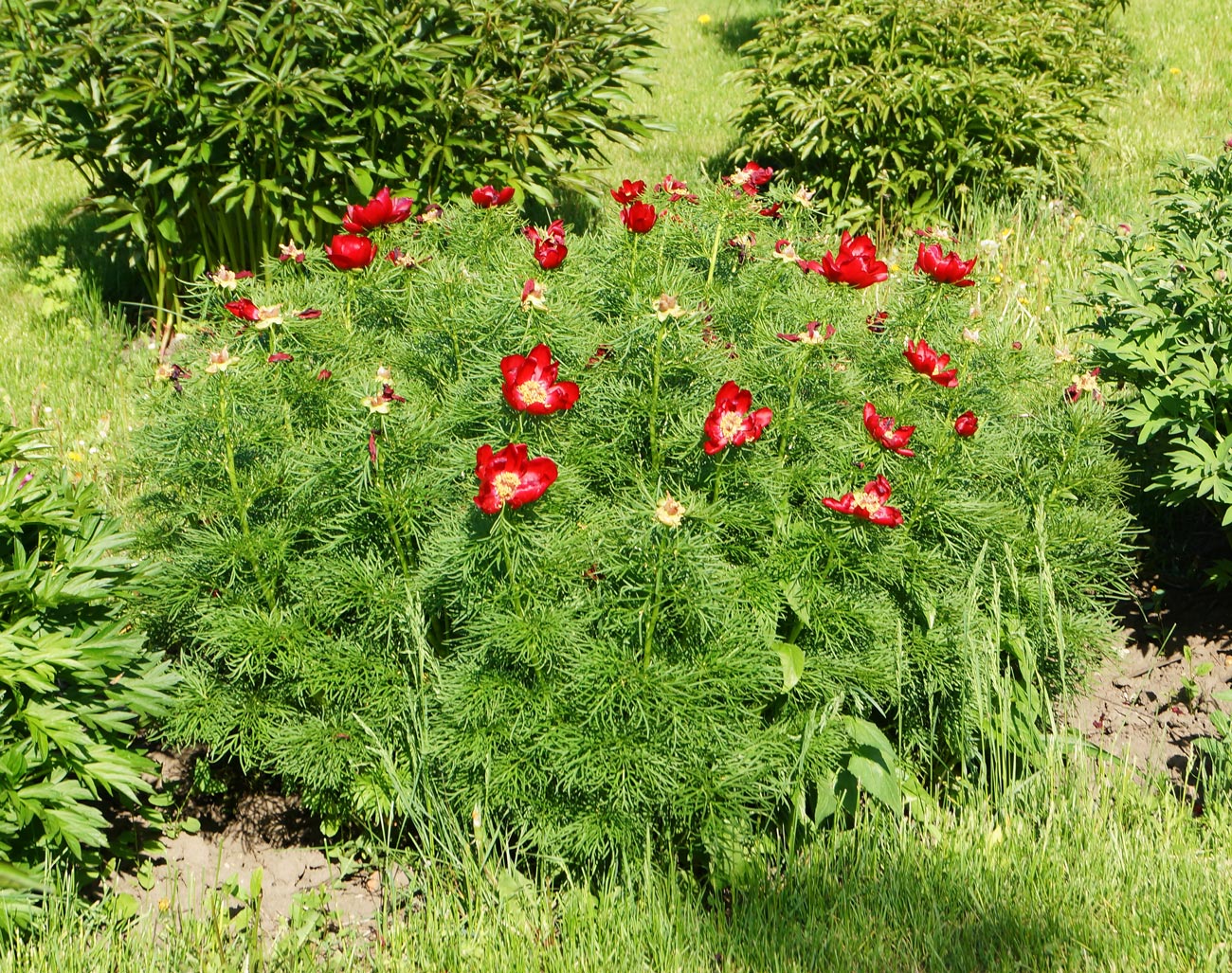 Image of Paeonia tenuifolia specimen.