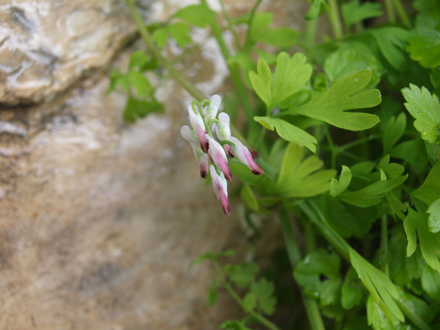 Image of Fumaria capreolata specimen.