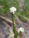 Arabis sudetica. Соцветие. Чехия, Оломоуцкий край, природный заповедник Jeseníky, субальпийский луг. 15.06.2017.