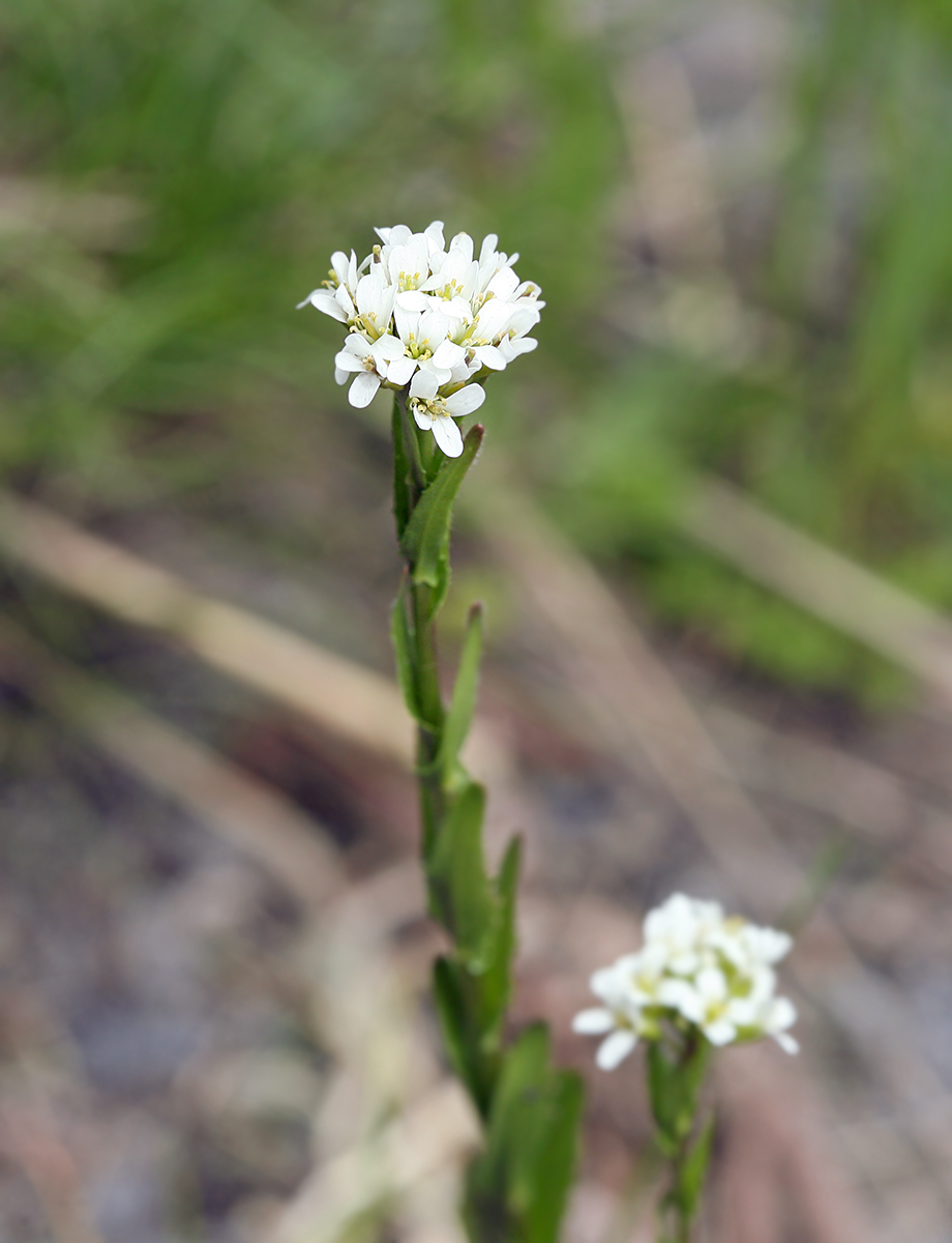 Изображение особи Arabis sudetica.