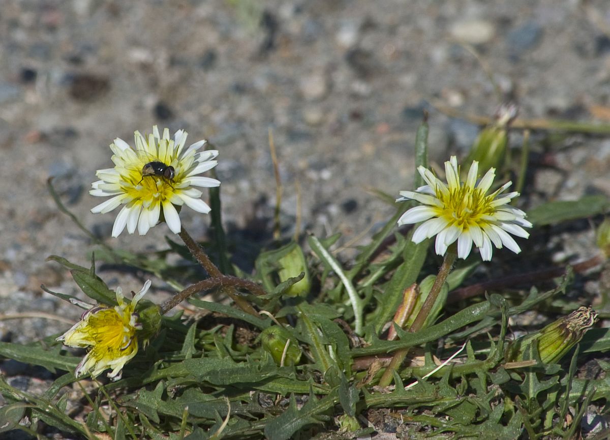 Изображение особи Taraxacum dealbatum.