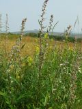 Artemisia integrifolia. Верхушки цветущих растений. Магаданская обл., Ольский р-н, Ольское шоссе, заброшенное поле. 29.08.2015.