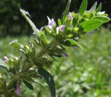 Dracocephalum thymiflorum