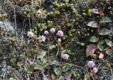 Persicaria capitata