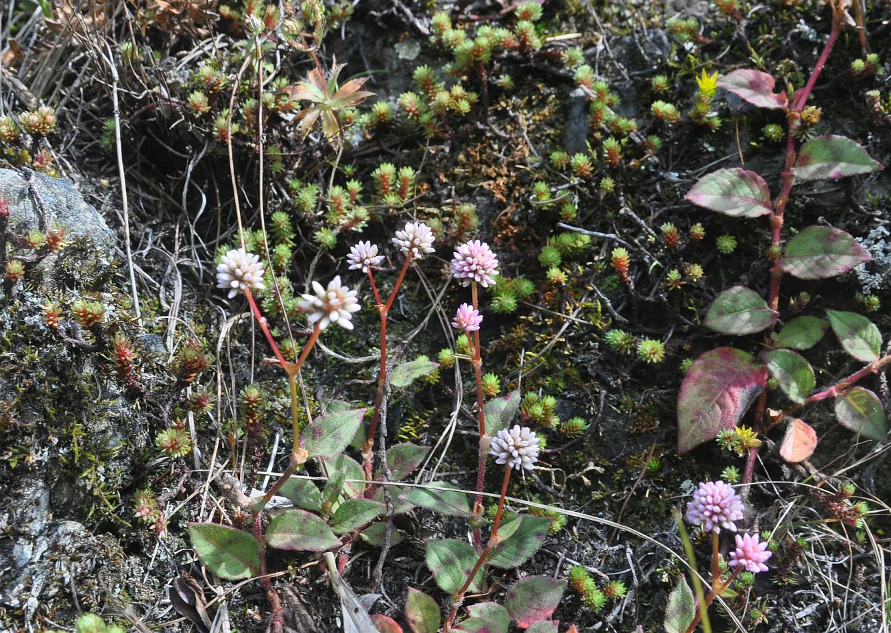 Изображение особи Persicaria capitata.