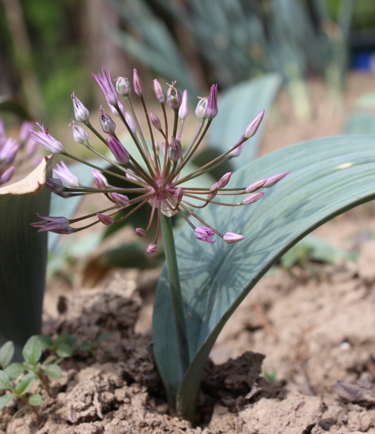 Image of Allium cupuliferum specimen.