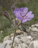 Geranium tuberosum. Верхушка побега с соцветием с цветками и бутонами. Краснодарский край, м/о г. Новороссийск, гора Шахан, пушистодубово-грабинниковое редколесье на южном склоне горы, каменистая осыпь. 17.04.2018.