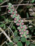 Melaleuca elliptica