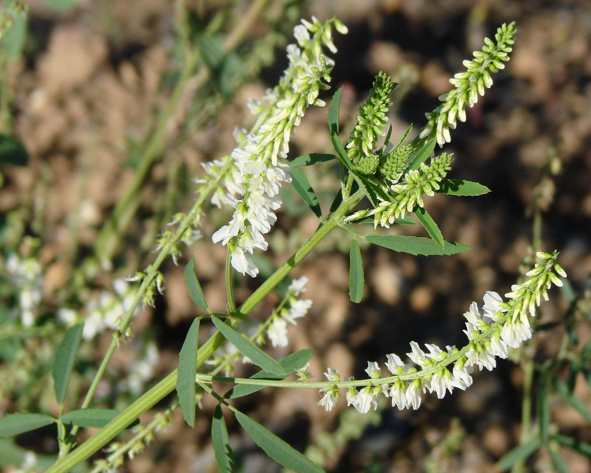 Изображение особи Melilotus albus.