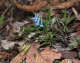 Corydalis ambigua