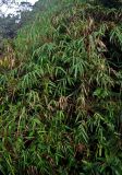 Holttumochloa magica